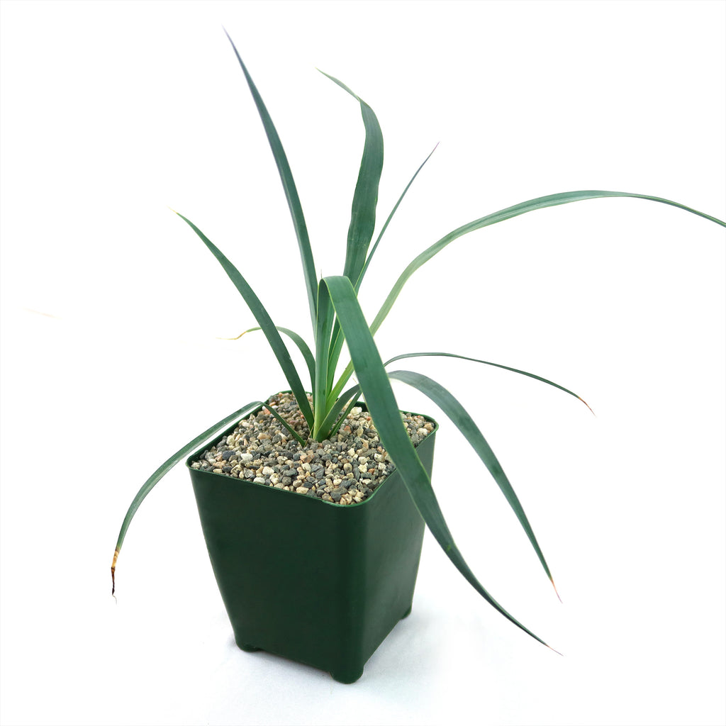 Yucca Glauca Stricta