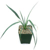 Yucca Glauca Stricta