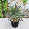 Yucca ‘Blue Boy’ with long, narrow green leaves grows in a black pot with pebbles, set before a vine-covered stone wall.