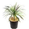Yucca ‘Blue Boy’ in a black plastic pot filled with light pebbles, featuring blue-green sword-like leaves, on a white background.