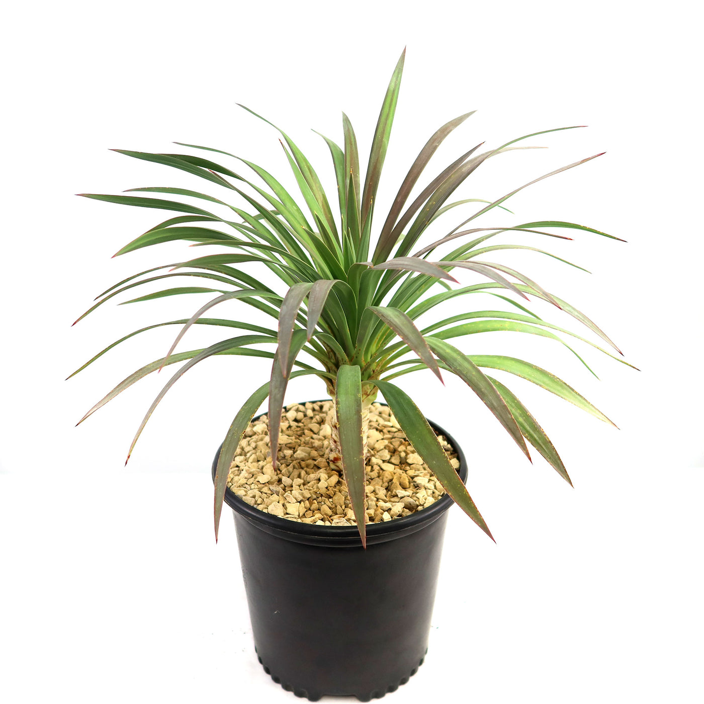 Shop 'Yucca blue boy' Care & Growing Guide | Planet Desert