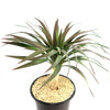 Yucca ‘Blue Boy’ in a black plastic pot with narrow green leaves and textured trunk, set on light rocks against a white background.