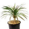 Yucca ‘Blue Boy’ with long bluish-green leaves in a black pot of light brown pebbles, suitable for low-maintenance gardens.