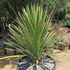 Palma China ‘Yucca filifera’