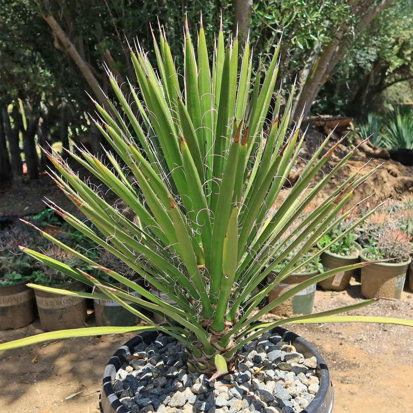 Palma China ‘Yucca filifera’