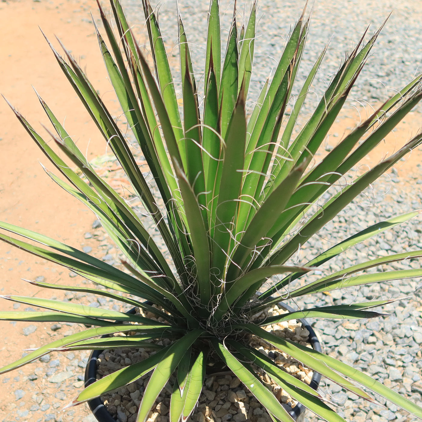 Palma China ‘Yucca filifera’