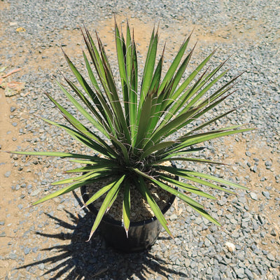 Palma China ‘Yucca filifera’