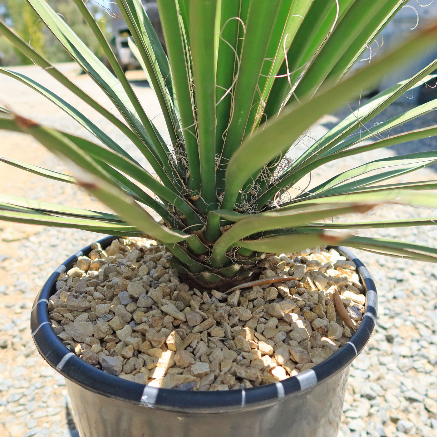 Palma China ‘Yucca filifera’