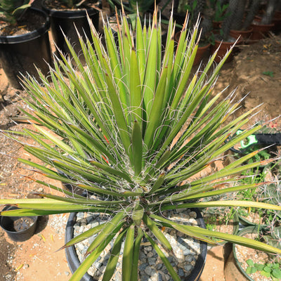 Palma China ‘Yucca filifera’