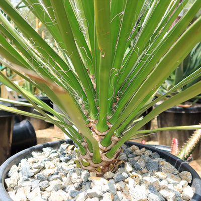 Palma China ‘Yucca filifera’