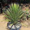 Palma China ‘Yucca filifera’