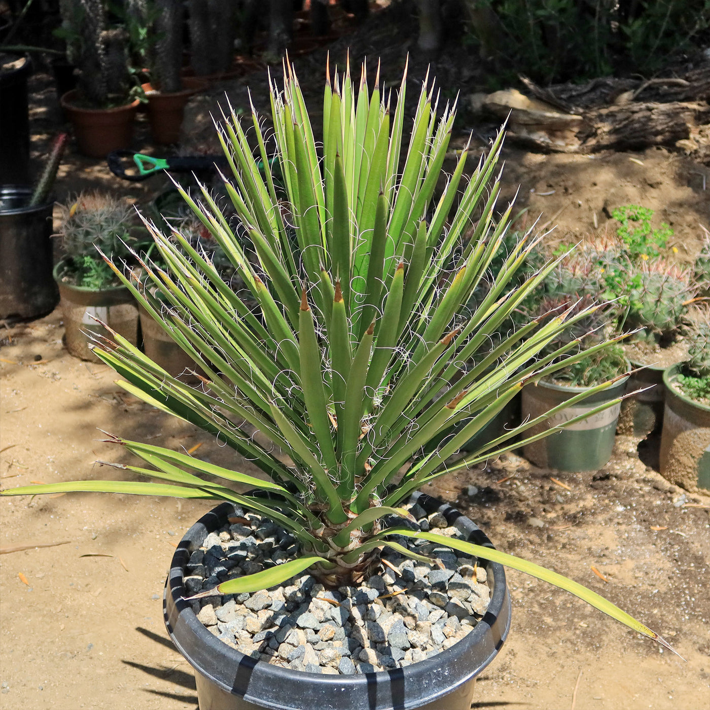 Palma China ‘Yucca filifera’