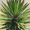 Palma China ‘Yucca filifera’