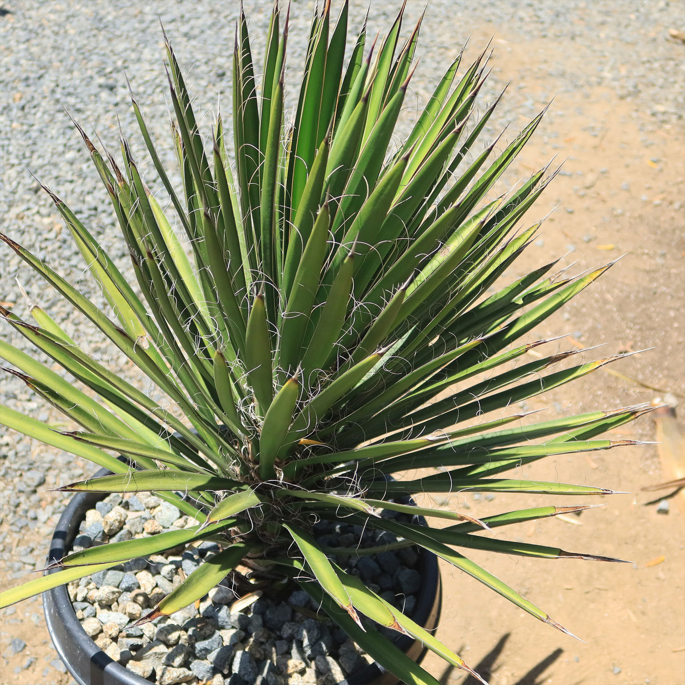 Palma China ‘Yucca filifera’