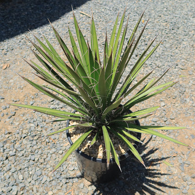 Palma China ‘Yucca filifera’