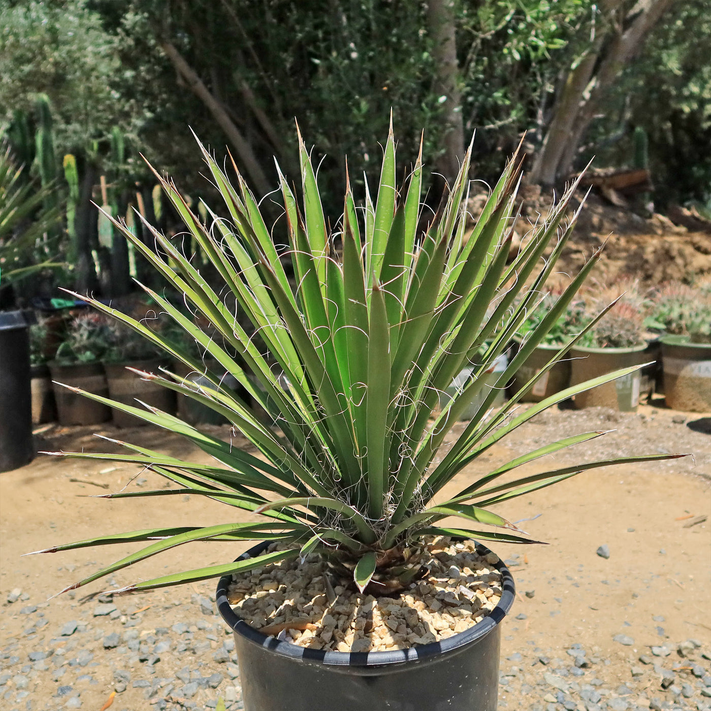 Palma China ‘Yucca filifera’