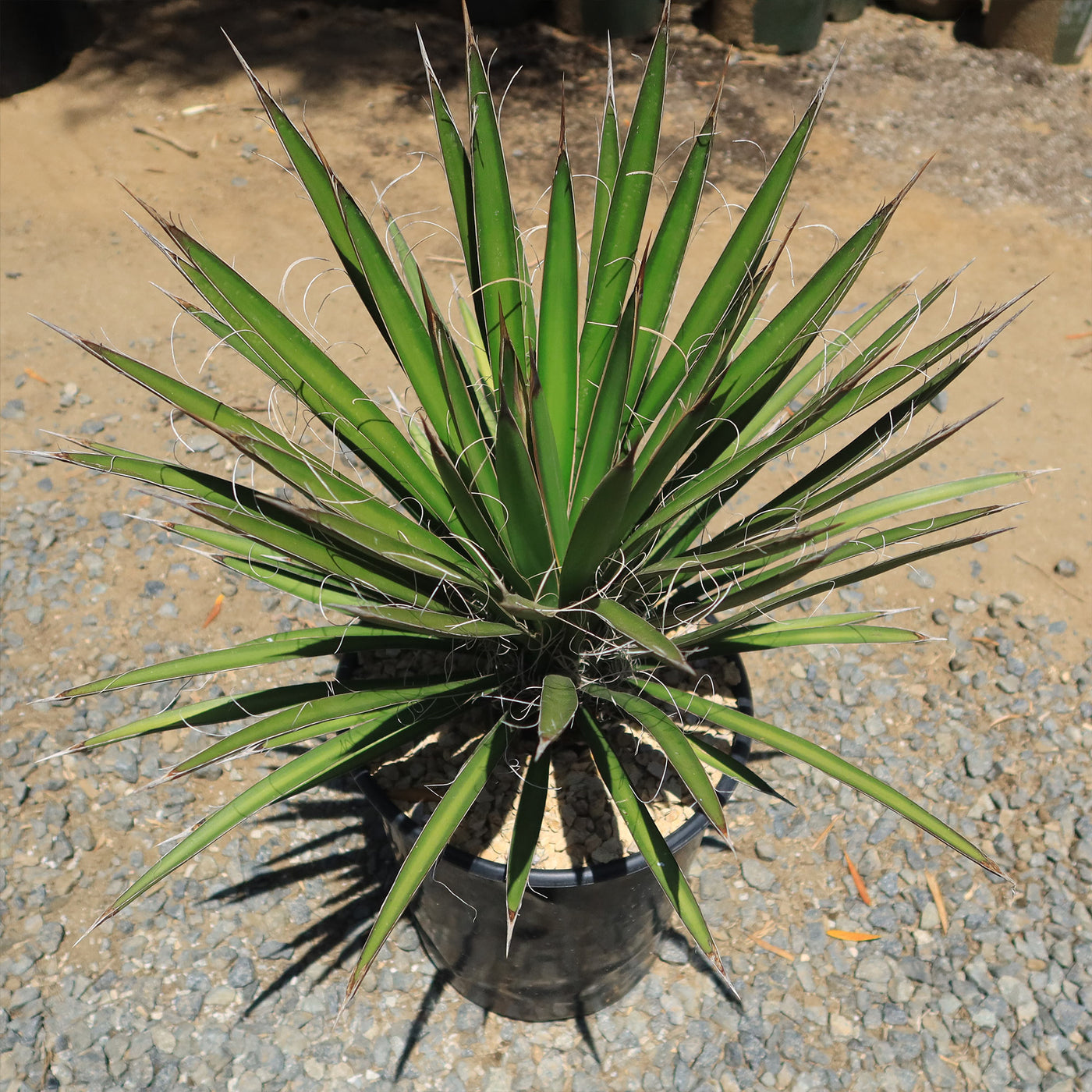 is a yucca plant a palm Shop 'Yucca filifera – Palma China' Care and Growing Guide