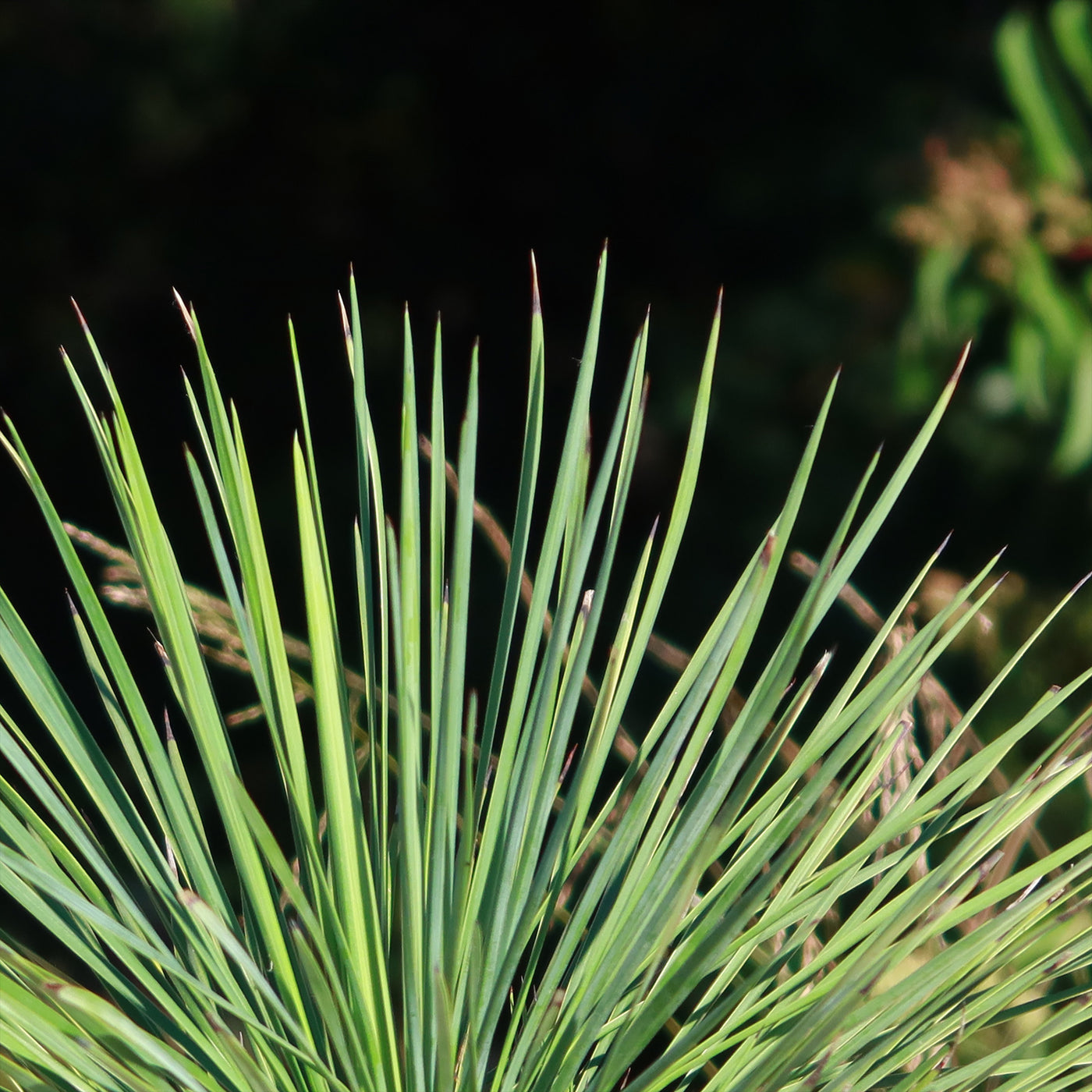 Linear Leaf 'Yucca linearifolia'