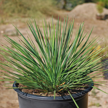 yucca plant good for air Linear Leaf 'Yucca linearifolia'