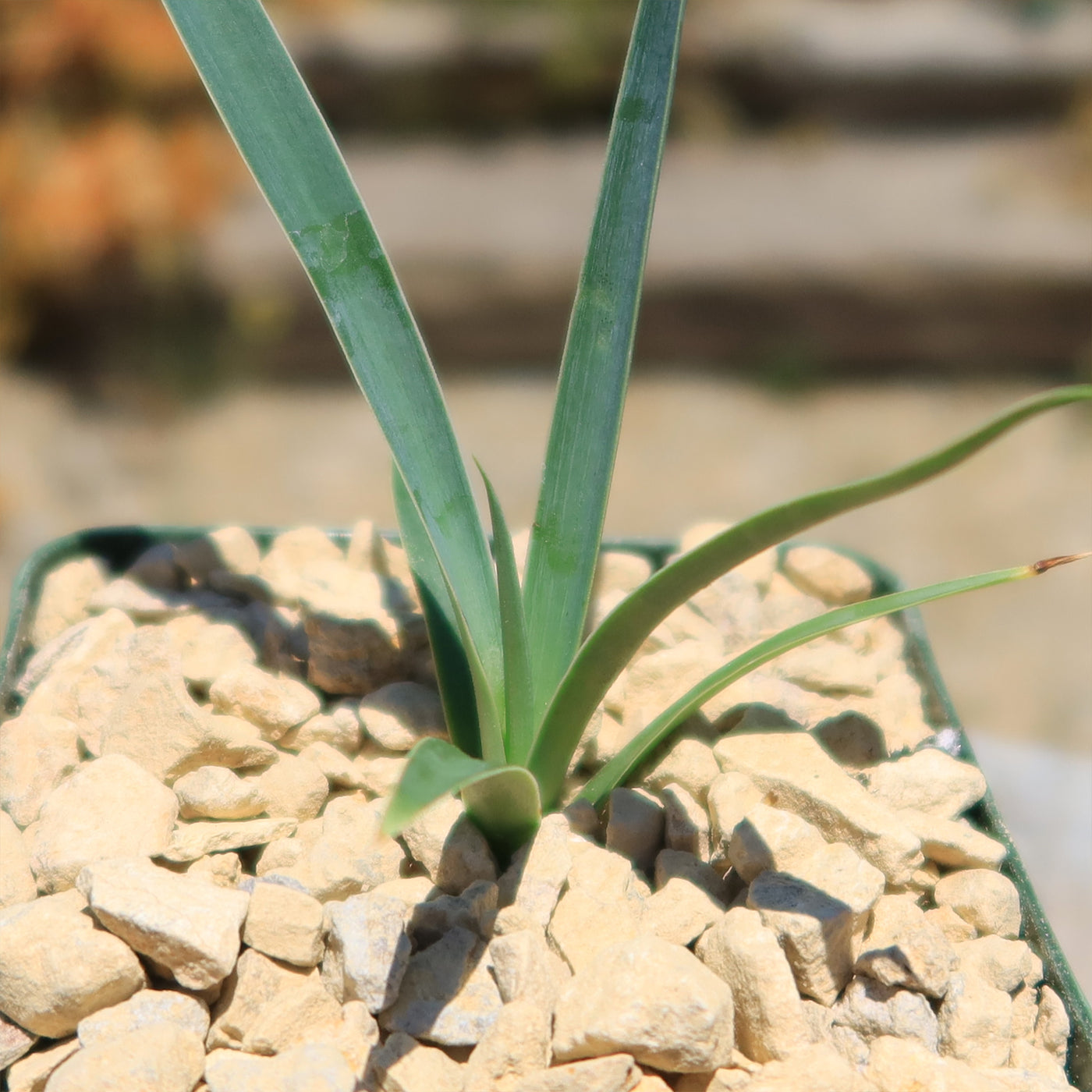 Yucca queretaroensis