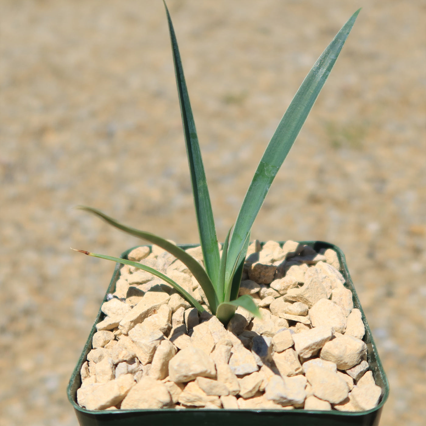 Yucca queretaroensis