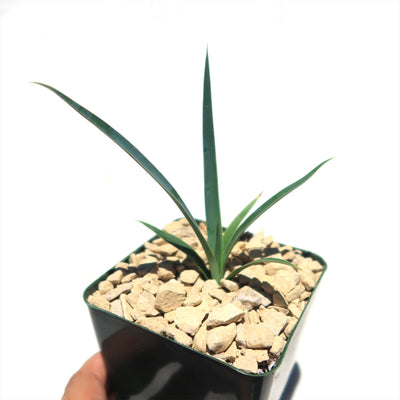 Yucca queretaroensis