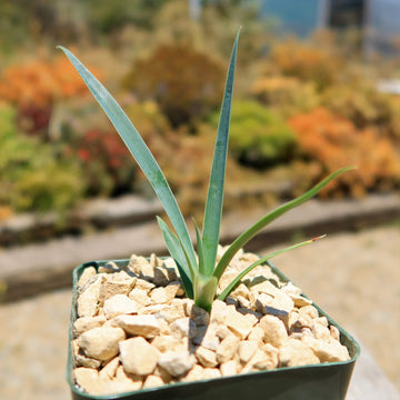 are yuccas succulents Yucca queretaroensis