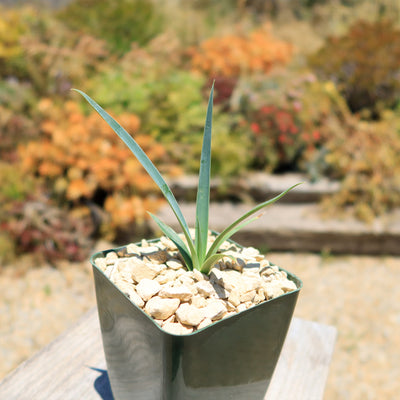 Yucca queretaroensis