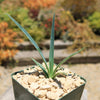 Yucca queretaroensis