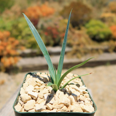 Yucca queretaroensis