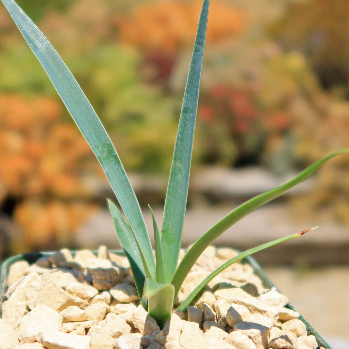 Yucca queretaroensis