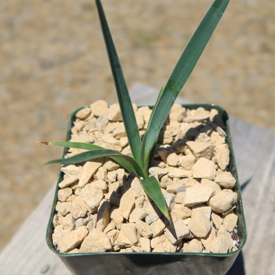 Yucca queretaroensis