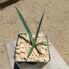 Yucca queretaroensis