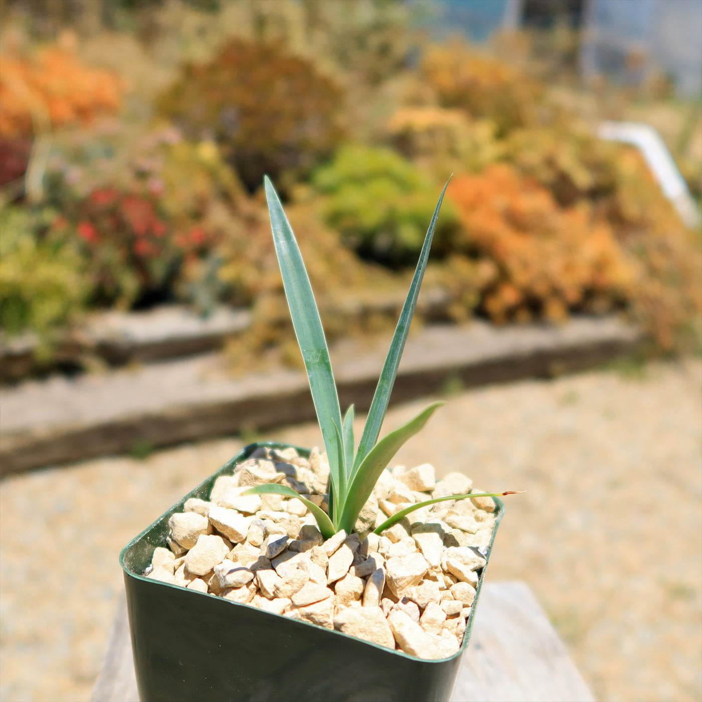 Yucca queretaroensis