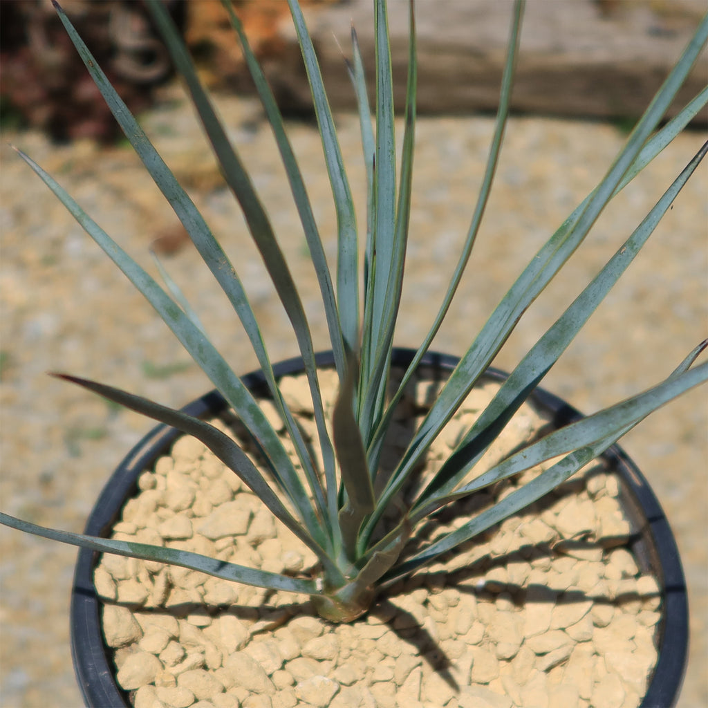 Beaked Yucca Tree - Yucca rostrata