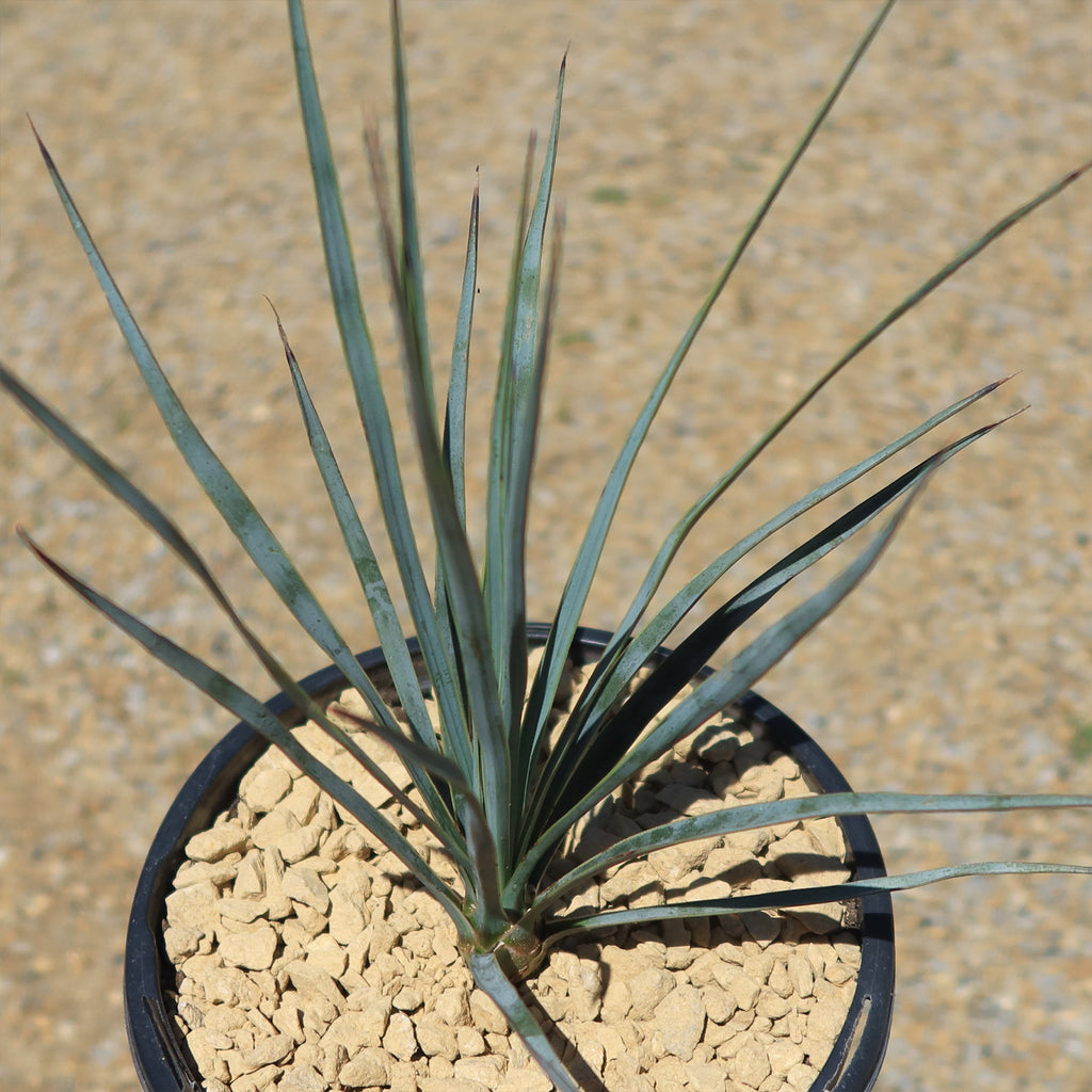 Beaked Yucca Tree - Yucca rostrata