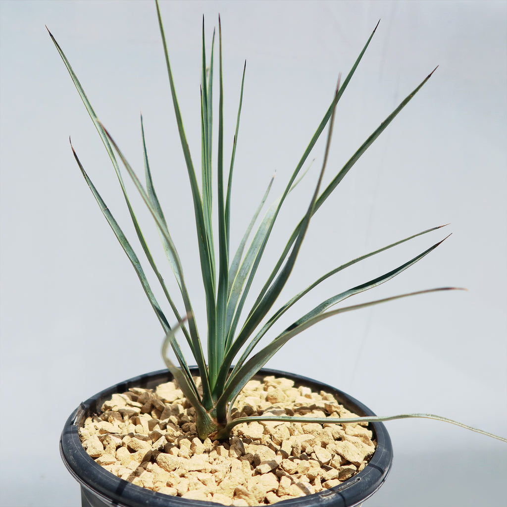 Beaked Yucca Tree - Yucca rostrata
