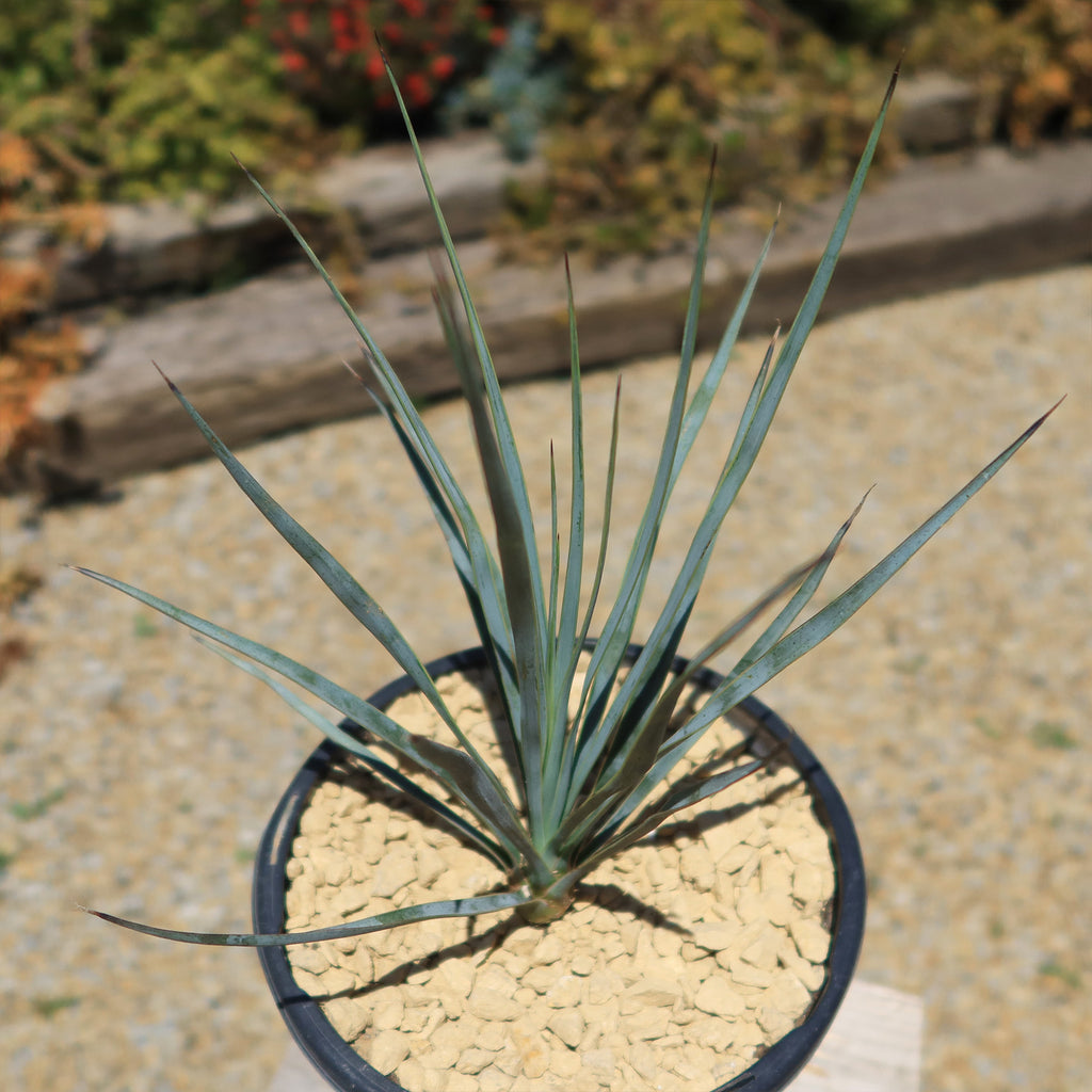 Beaked Yucca Tree - Yucca rostrata