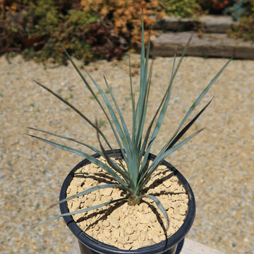 Buy 'Beaked Yucca Tree - Yucca rostrata' For Sale - Planet Desert