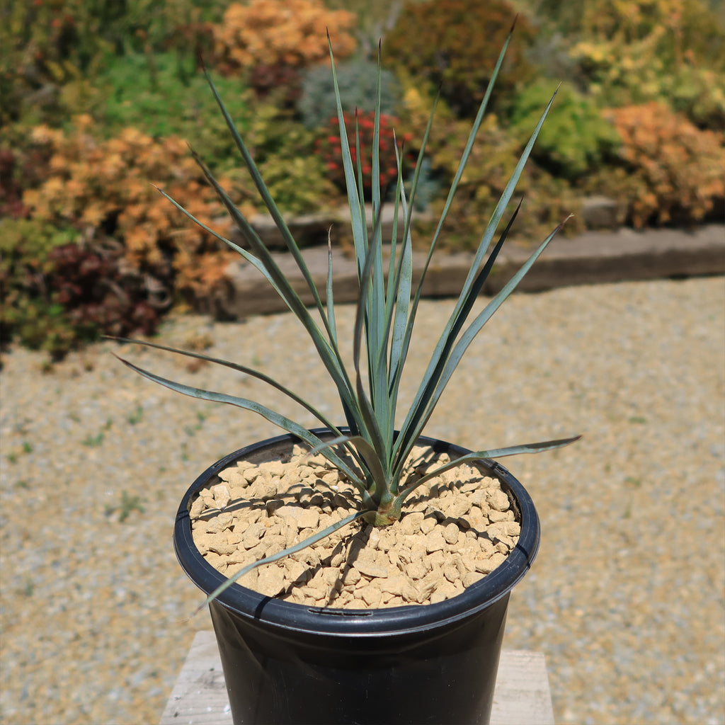 Beaked Yucca Tree - Yucca rostrata