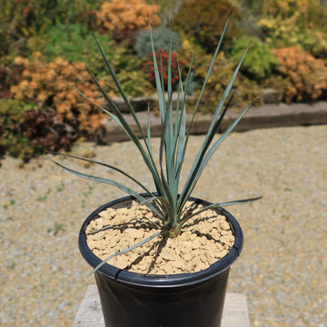 Buy 'Beaked Yucca Tree - Yucca rostrata' For Sale - Planet Desert