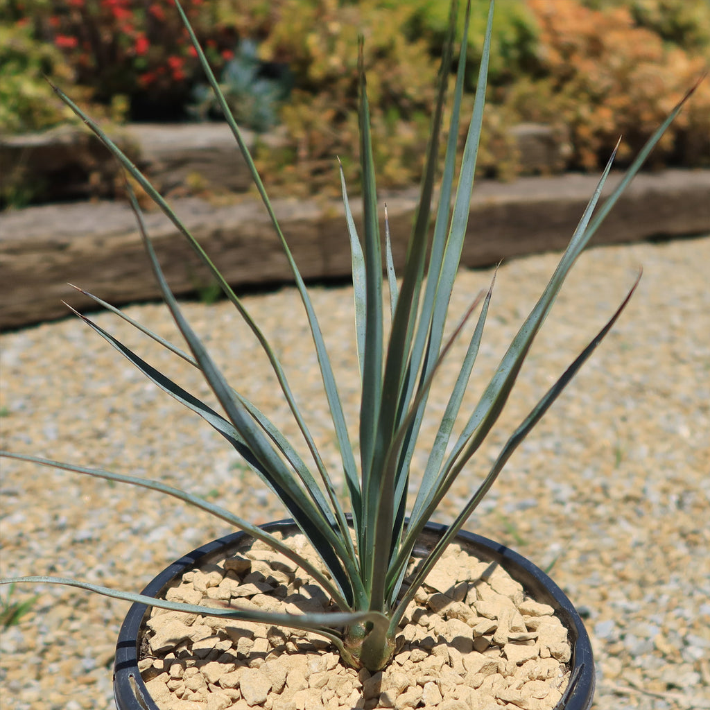 Beaked Yucca Tree - Yucca rostrata
