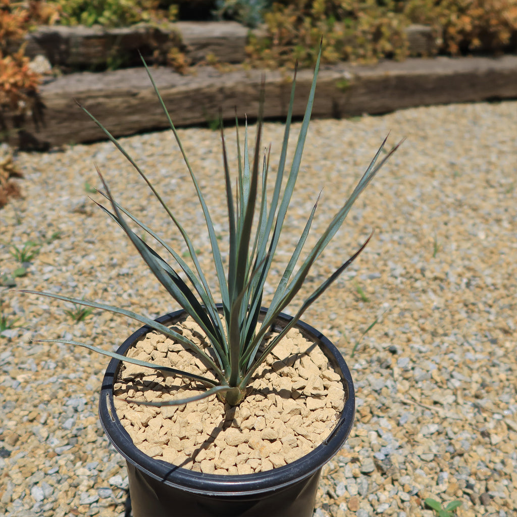 Beaked Yucca Tree - Yucca rostrata