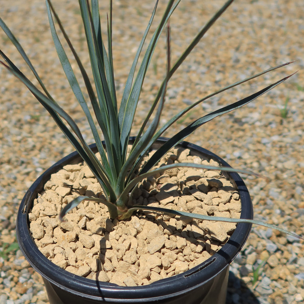 Beaked Yucca Tree - Yucca rostrata