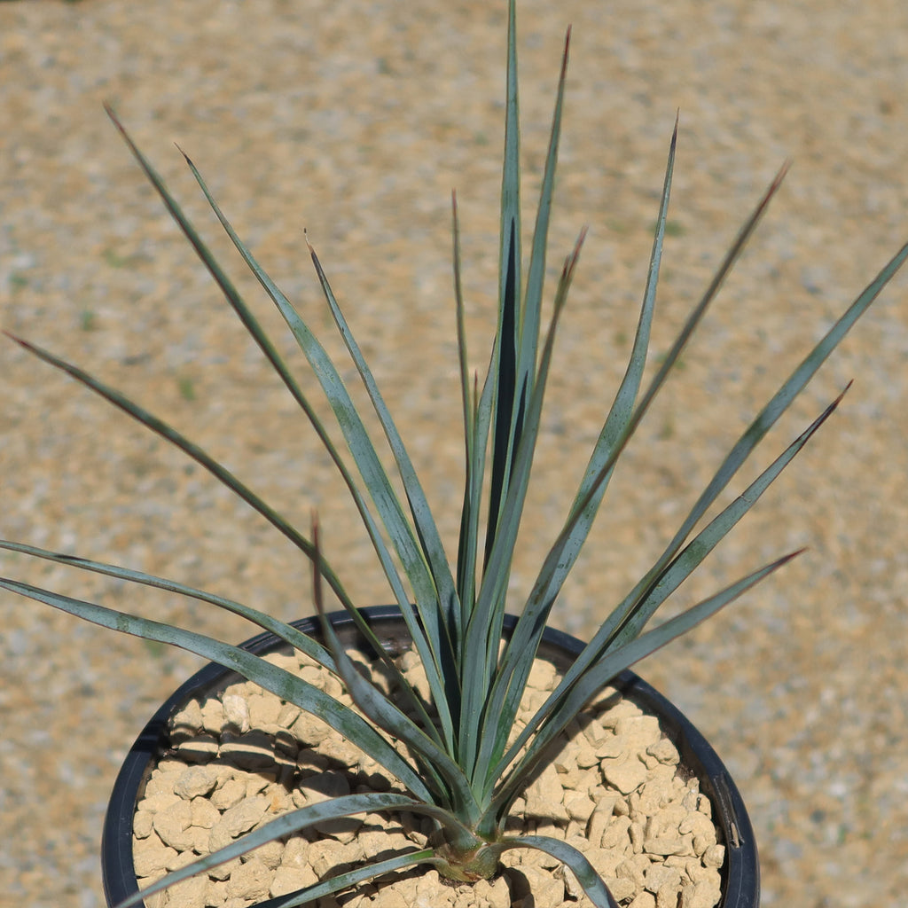 Beaked Yucca Tree - Yucca rostrata