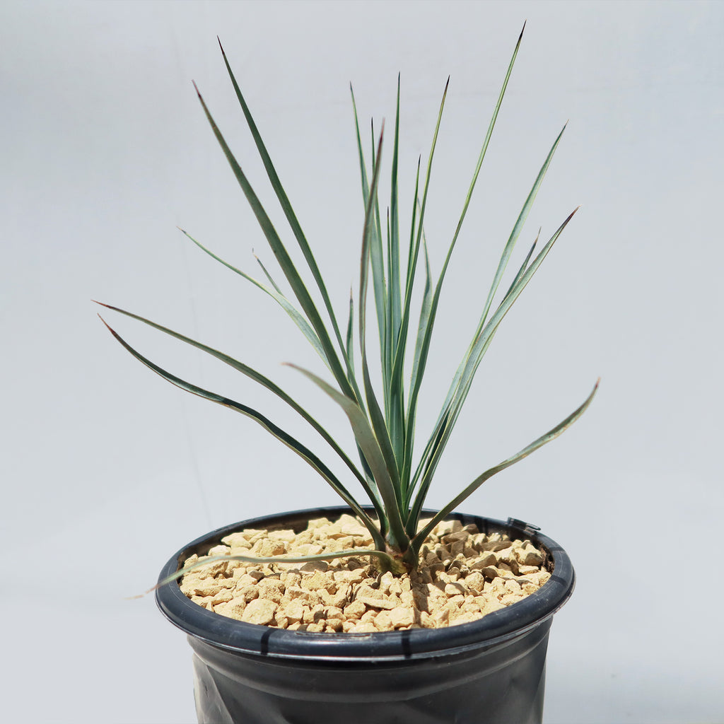Beaked Yucca Tree - Yucca rostrata