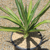 Color Guard Yucca - Yucca filamentosa ‘Color Guard’