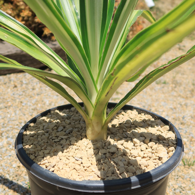 こたつ Yucca Yucca-variegata-color-guard-5-