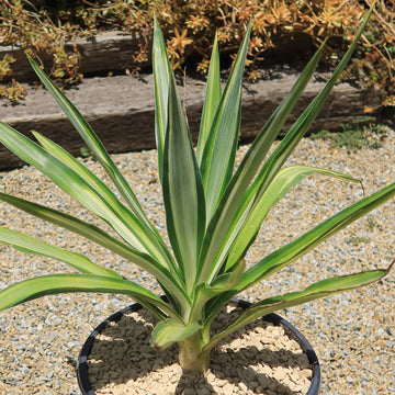 yucca plant care in pots Shop 'Color Guard Yucca' Care and Growing Guide