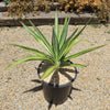 Color Guard Yucca - Yucca filamentosa ‘Color Guard’